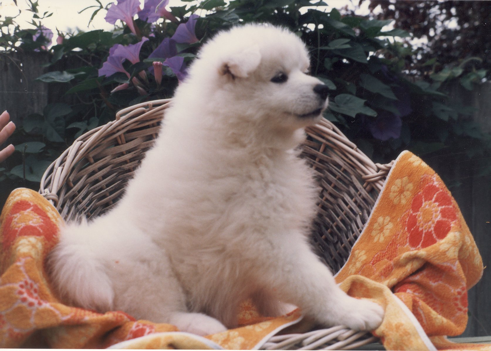 A Basket Of Joy