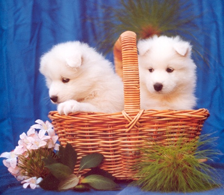 Samoyed Puppies